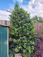 Grote hulst 01, Tuin en Terras, Planten | Bomen, Ophalen, Halfschaduw, Overige soorten