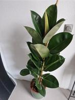 ficus elastica robusta 110 cm hoog, Huis en Inrichting, Kamerplanten, Ophalen, Ficus, Halfschaduw