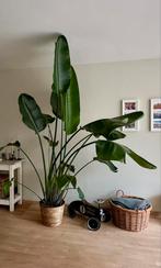 Gezonde Strelitzia te koop, Huis en Inrichting, Kamerplanten, Groene kamerplant, Ophalen, Overige soorten, 200 cm of meer