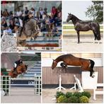 GEZOCHT! Paarden accommodatie/stallen te huur of te koop, Dieren en Toebehoren, Stalling en Weidegang