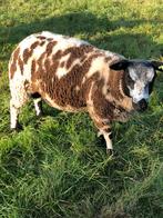 Beste bonte ram, Dieren en Toebehoren, Mannelijk, Schaap
