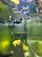 Alle soorten guppen, Dieren en Toebehoren, Vissen | Aquariumvissen, Vis