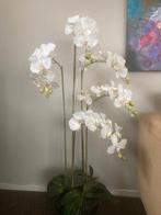 Orchideen plant, Ophalen, Zo goed als nieuw