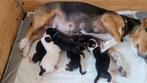 Lieve prachtige jack russell s, Dieren en Toebehoren, Honden | Jack Russells en Terriërs, Rabiës (hondsdolheid), Jack Russell Terriër