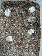 Varanus acanthurus red, 0 tot 2 jaar