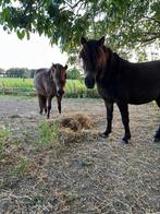 Stalling gezocht voor mijn twee shetjes., Weidegang, 2 of 3 paarden of pony's