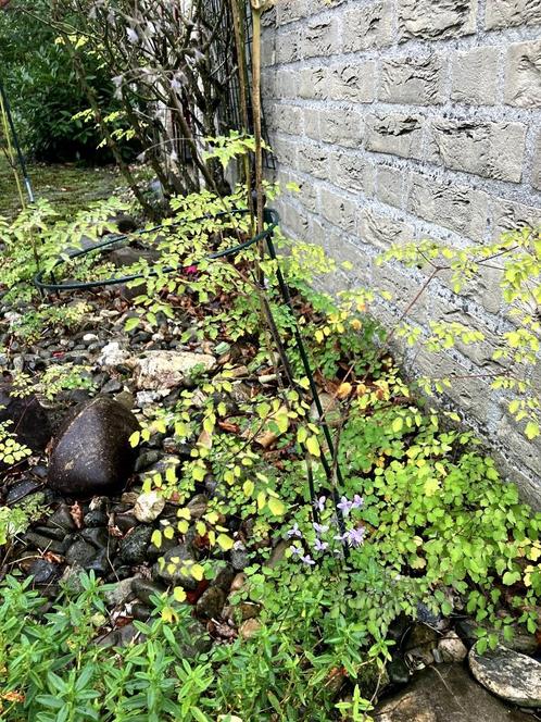 Thalictrum delavayi (chinese ruit), Tuin en Terras, Planten | Tuinplanten, Vaste plant, Overige soorten, Halfschaduw, Zomer, Ophalen