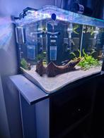 Nano Aquarium compleet met vissen, garnalen en meubel, Ophalen, Zo goed als nieuw, Gevuld zoetwateraquarium
