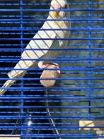 Onze grasparkiet Camigo (split BW) + nette blauw/gele kooi, Dieren en Toebehoren, Vogels | Parkieten en Papegaaien, Meerdere dieren