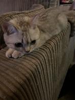 Britse korthaar kitten 6 maanden, Poes, 0 tot 2 jaar