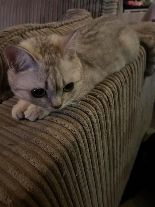 Britse korthaar kitten 6 maanden, Dieren en Toebehoren, Katten en Kittens | Raskatten | Korthaar, Poes, 0 tot 2 jaar