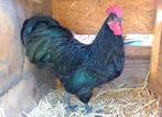 Grote australorp haan., Dieren en Toebehoren, Pluimvee, Mannelijk, Kip