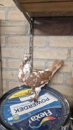 Duif te koop, Dieren en Toebehoren, Vogels | Duiven, Vrouwelijk, Kropper