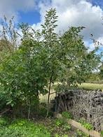 Te koop notenbomen, Tuin en Terras, Planten | Bomen, Bloeit niet, Overige soorten, 250 tot 400 cm, Ophalen