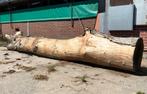 Walnoot walnoten noten stam zaagstam, Tuin en Terras, Haardhout, Minder dan 3 m³, Ophalen, Overige houtsoorten, Stammen