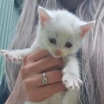 1 witte met 2 kleuren ogen en een zwart witte, Dieren en Toebehoren, Katten en Kittens | Overige Katten, Meerdere dieren