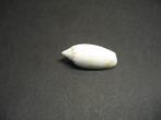 Schelpen: Americoliva sayana  Ravenel, 1834., Ophalen of Verzenden, Schelp(en)