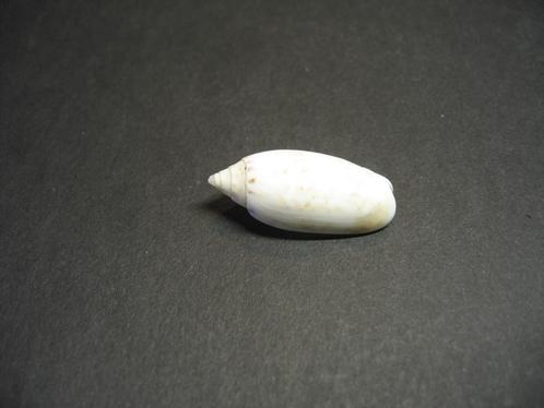 Schelpen: Americoliva sayana  Ravenel, 1834., Verzamelen, Mineralen en Fossielen, Schelp(en), Ophalen of Verzenden