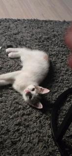 Twee vrouwlijke kittens, Dieren en Toebehoren, Katten en Kittens | Overige Katten, Poes, Langharig, 0 tot 2 jaar