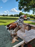 Brahma kuikens, Dieren en Toebehoren, Pluimvee, Geslacht onbekend, Kip