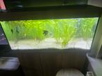 Juwel 1 meter aquarium lek vrij, Dieren en Toebehoren, Ophalen of Verzenden