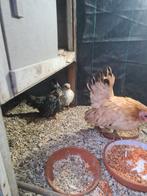 2 jonge serama hennetjes, Dieren en Toebehoren, Pluimvee, Vrouwelijk, Kip