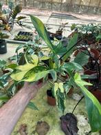Philodendron Florida Beauty Variegata, Overige soorten, In pot, Minder dan 100 cm, Groene kamerplant