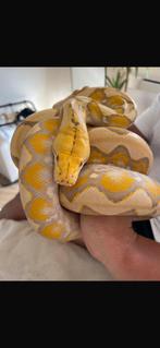 Purple albino retic net python, Slang