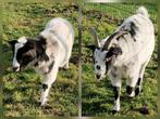 2 geiten zoeken nieuw en veilig thuis : moeder en zoon, Dieren en Toebehoren, Meerdere dieren, Geit, 6 jaar of ouder