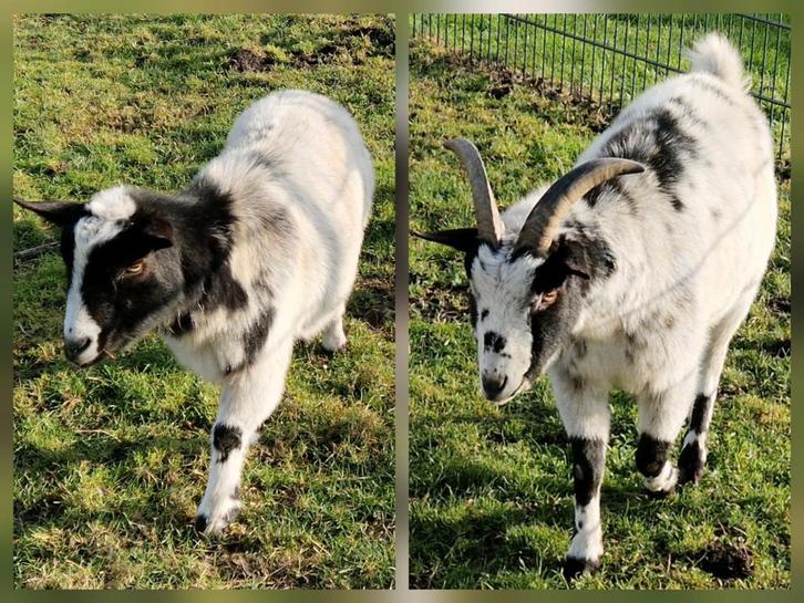 2 geiten zoeken nieuw en veilig thuis : moeder en zoon, Dieren en Toebehoren, Schapen, Geiten en Varkens, Geit, Meerdere dieren