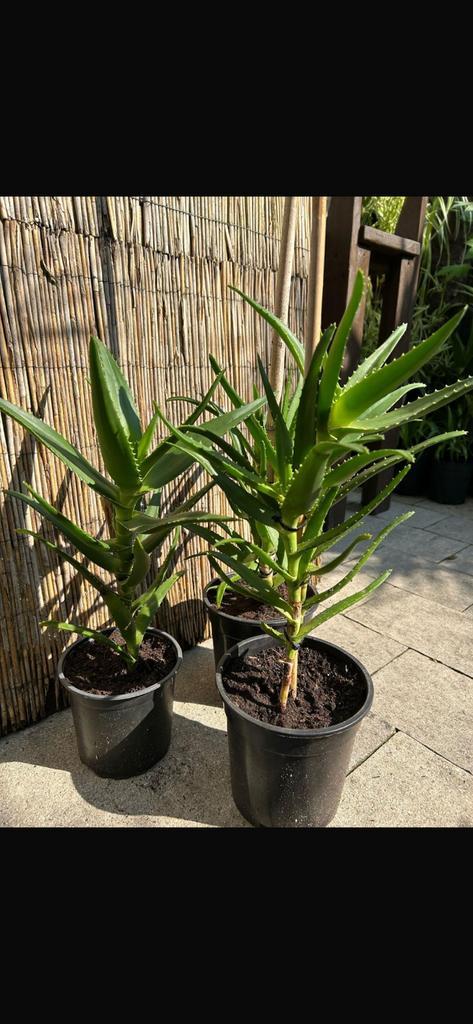 Aloe Vera, Tuin en Terras, Planten | Tuinplanten, Overige soorten, Volle zon, Zomer, Ophalen