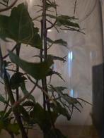 Wandelende takjes, Dieren en Toebehoren, Insecten en Spinnen, Wandelende tak