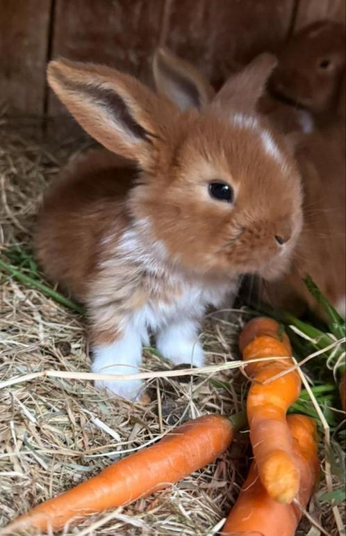 Franse hangoren, Dieren en Toebehoren, Konijnen, Groot, Meerdere dieren