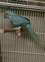Prachtige jonge turquoise aqua halsband parkiet man, Dieren en Toebehoren, Vogels | Parkieten en Papegaaien, Mannelijk, Papegaai