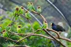 Zuiver wildvorm Agapornis nigrigenis, Dieren en Toebehoren, Meerdere dieren, Dwergpapegaai of Agapornis, Geringd