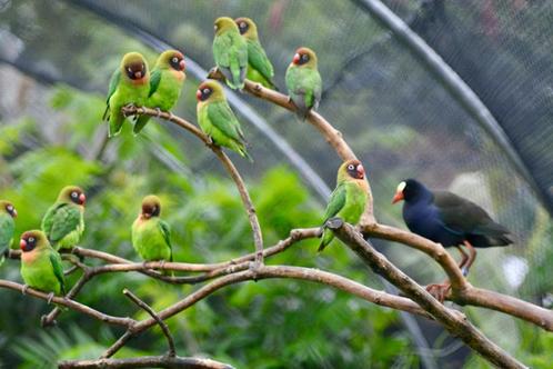 Zuiver wildvorm Agapornis nigrigenis, Dieren en Toebehoren, Vogels | Parkieten en Papegaaien, Dwergpapegaai of Agapornis, Meerdere dieren