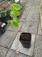 hazelaar ong 30 cm hoog, Ophalen, Volle zon, Overige soorten, Minder dan 100 cm