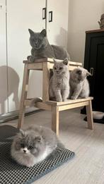 BRITSE KORTHAAR KITTEN (LANGHAAR), Meerdere dieren, Ontwormd, 0 tot 2 jaar