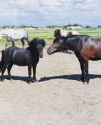 Boerderij gezocht te huur weiland, Dieren en Toebehoren, Paarden en Pony's | Overige Paardenspullen, Ophalen of Verzenden