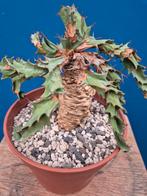 Caudex Euphorbia Tortirama p17, Ophalen of Verzenden, Halfschaduw, Minder dan 100 cm