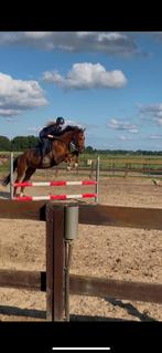 Lease/bijrijdpaard gezocht, Dieren en Toebehoren, Paarden en Pony's | Verzorgingsproducten, Ophalen of Verzenden, Nieuw