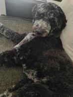 Gastgezin/opvang gezocht voor onze lieve hond, Dieren en Toebehoren, Honden-accessoires, Ophalen of Verzenden