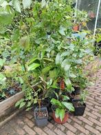 Bosplantsoen boompjes 15 stuks, Tuin en Terras, Planten | Bomen, Ophalen, Overige soorten, 100 tot 250 cm