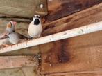 Spitsstaartamadine, Dieren en Toebehoren, Meerdere dieren, Tropenvogel