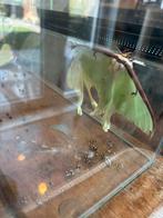 Actias vlinder eitjes, Dieren en Toebehoren, Overige soorten