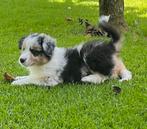 Border Collie x Australian Shepherd pups, Dieren en Toebehoren, 8 tot 15 weken, Meerdere, Meerdere dieren, Herder