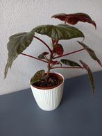 Begonia "oldemore", Ophalen, Overige soorten, Minder dan 100 cm