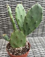 Opuntia Humifusa, Huis en Inrichting, Kamerplanten, Cactus, Ophalen of Verzenden, Volle zon