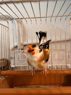 Majoor putter man 2024, Dieren en Toebehoren, Vogels | Overige Vogels, Mannelijk, Wildzangvogel