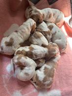 Engelse Cocker Spaniël pups te koop., Dieren en Toebehoren, België, Fokker | Hobbymatig, 8 tot 15 weken, Meerdere